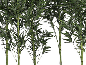 Bamboo thickets for landscaping and outdoors in a flowerpot Modello 3D