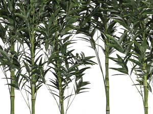 Bamboo thickets for landscaping and outdoors in a flowerpot 3D Model