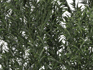 Bamboo thickets for landscaping and outdoors in a flowerpot 3D Model