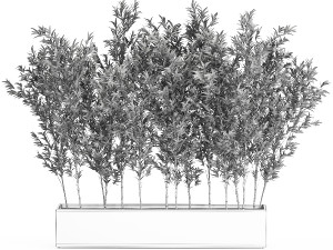 Bamboo thickets for landscaping and outdoors in a flowerpot Modello 3D