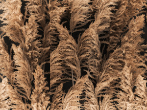 Decorating A Wall Of Dry Reeds For The Interior 258 3D Model