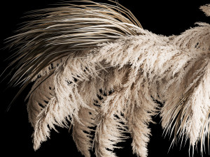 Hanging Bouquet Of Dry Reeds For Decoration 260 3D Model