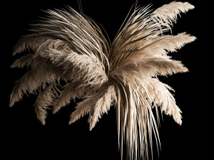 Hanging Bouquet Of Dry Reeds For Decoration 2 3D Model