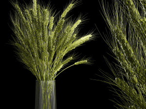 Bouquet Of Green Ears Of Wheat In A Vase 3D 모델