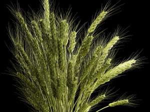 Bouquet Of Green Ears Of Wheat In A Vase Modèle 3D