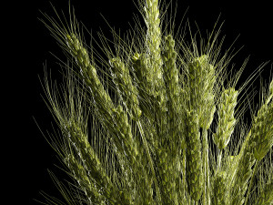 Bouquet Of Green Ears Of Wheat In A Vase Modèle 3D