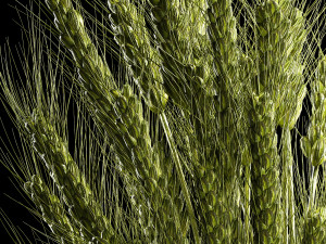 Bouquet Of Green Ears Of Wheat In A Vase Modèle 3D