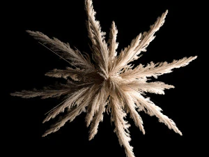 Hanging Bouquet Of Dry Reeds For Decoration 271 3D Model