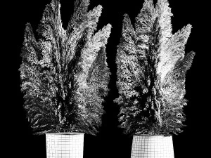 Bouquet Of Dry Reeds In A Black Metal Pot 272 3D Model
