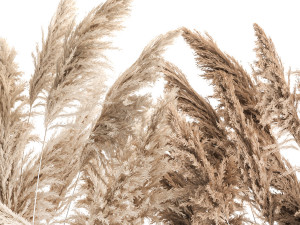 Decorative Bouquet Of Dry Reeds In A Rusty Pots 3D Model
