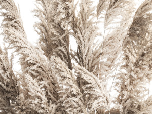 Decorative white Pampas Grass In A Rusty Pot 3D मॉडल