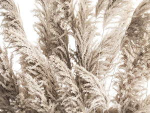 जंग लगे बर्तन में सजावटी सफेद पम्पास घास 3D मॉडल