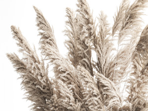Decorative white Pampas Grass In A Rusty Pot 3D मॉडल
