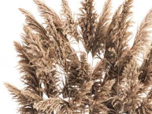 Decorative Pampas Grass In A Rusty Pot 3D Model