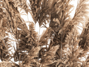 Decorative Pampas Grass In A Rusty Pot 3D Model