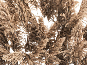 Decorative Pampas Grass In A Rusty Pot 3D Model