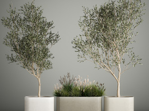 Decorative trees in concrete pots with bushes 3D Model