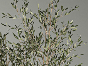 Decorative trees in concrete pots with bushes Modèle 3D