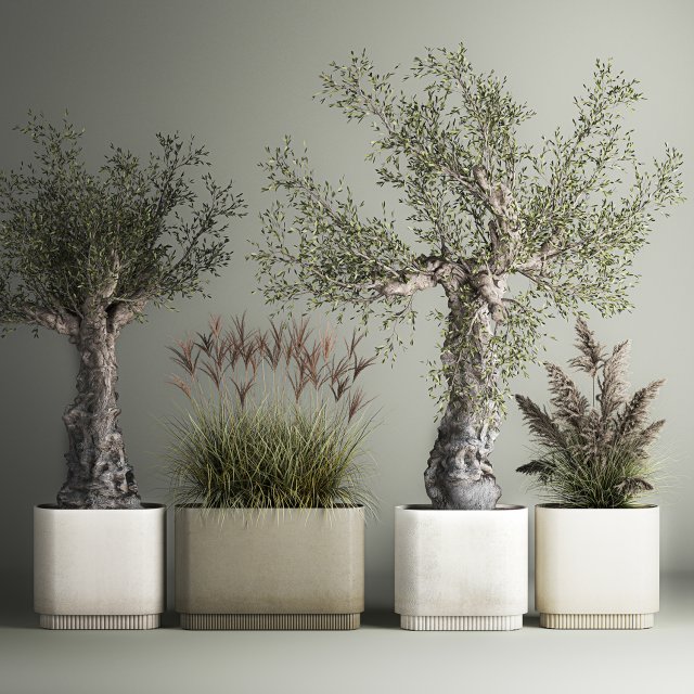 Decorative Old Olive Trees In Concrete Pots Model 3D .c4d .max .obj .3ds .fbx .stl .blend 