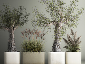 Decorative Old Olive Trees In Concrete Pots 3D Model