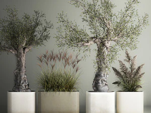 Oliveiras Velhas Decorativas Em Vasos De Concreto Modelo 3D