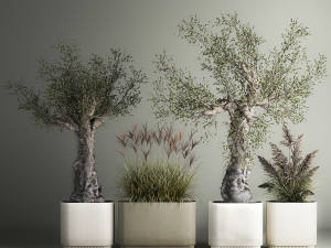 Decorative Old Olive Trees In Concrete Pots Model 3D