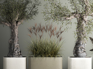 Decorative Old Olive Trees In Concrete Pots Model 3D