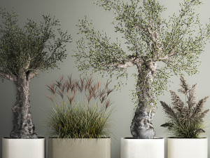Decorative Old Olive Trees In Concrete Pots Model 3D