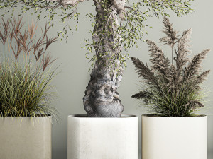 Decorative Old Olive Trees In Concrete Pots Model 3D