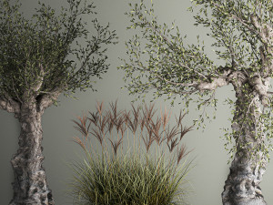 Decorative Old Olive Trees In Concrete Pots Model 3D