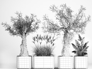 Decorative Old Olive Trees In Concrete Pots Model 3D