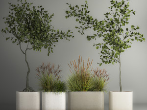 Decorative Trees In Concrete Pots For Landscaping 3D Model