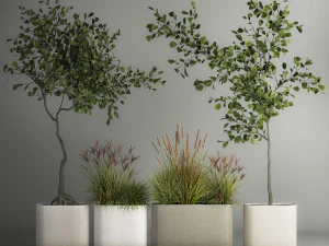 Decorative Trees In Concrete Pots For Landscaping 3D Model