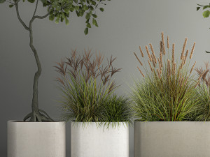 Decorative Trees In Concrete Pots For Landscaping 3D Model