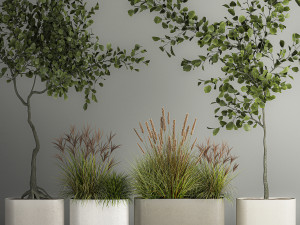 Decorative Trees In Concrete Pots For Landscaping 3D Model
