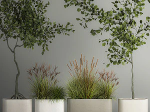 Decorative Trees In Concrete Pots For Landscaping 3D Model