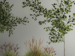 Decorative Trees In Concrete Pots For Landscaping 3D Model