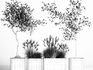 Decorative Trees In Concrete Pots For Landscaping 3D Model