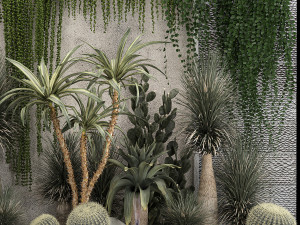 Collection Of Tropical Desert Plants From Cactus 3Dモデル