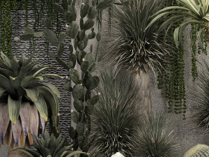 Collection Of Tropical Desert Plants From Cactus 3Dモデル
