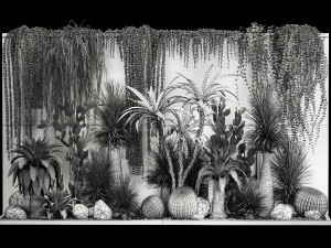 Collection Of Tropical Desert Plants From Cactus 3Dモデル