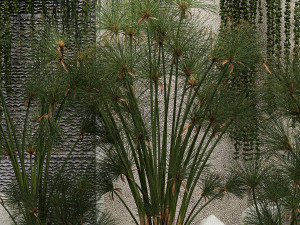Garden And Tropical Flowerbed With Hanging Plants 3D Model