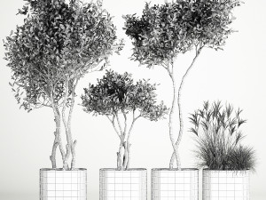 Ornamental Olive Trees In Concrete Pots 3Dモデル
