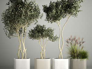 Ornamental Olive Trees In Concrete Pots Model 3D