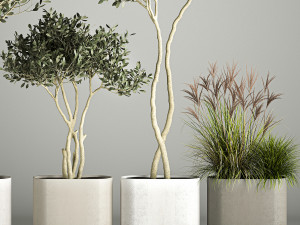 Ornamental Olive Trees In Concrete Pots 3Dモデル