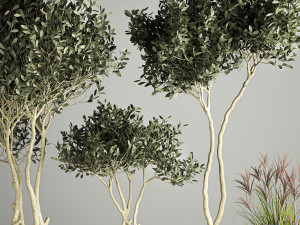 Ornamental Olive Trees In Concrete Pots 3Dモデル