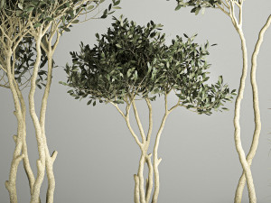 Ornamental Olive Trees In Concrete Pots 3Dモデル
