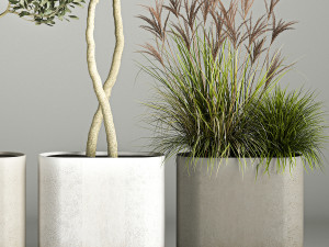 Ornamental Olive Trees In Concrete Pots 3Dモデル