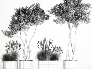 Ornamental Olive Trees In Concrete Pots 1128 3D Модель