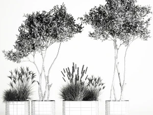 Ornamental Olive Trees In Concrete Pots 1128 3D Model